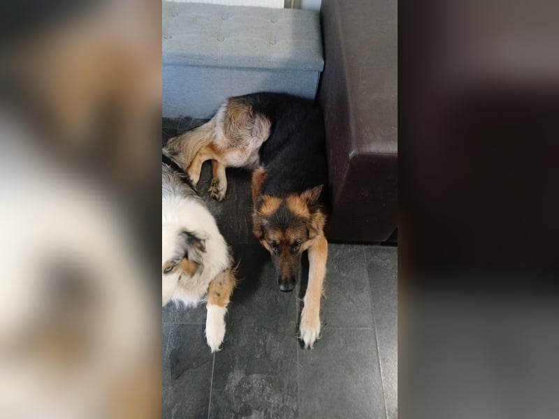 Altdeutscher Schäferhund