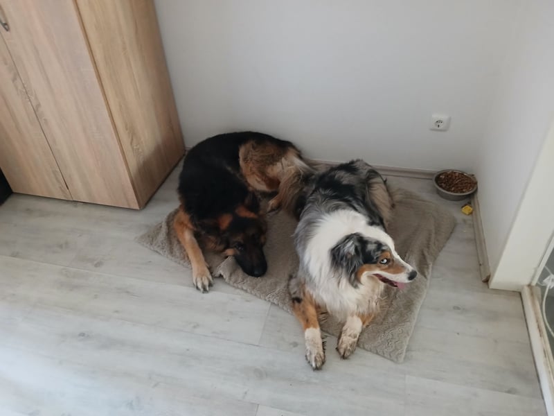 Altdeutscher Schäferhund