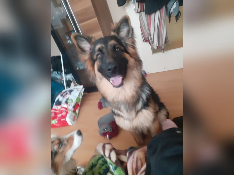 Altdeutscher Schäferhund