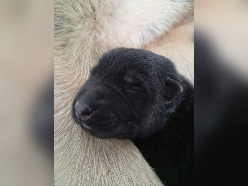 Osteuropäische Schäferhund Welpen