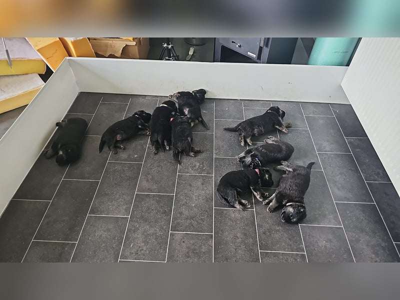 Osteuropäische Schäferhund Welpen