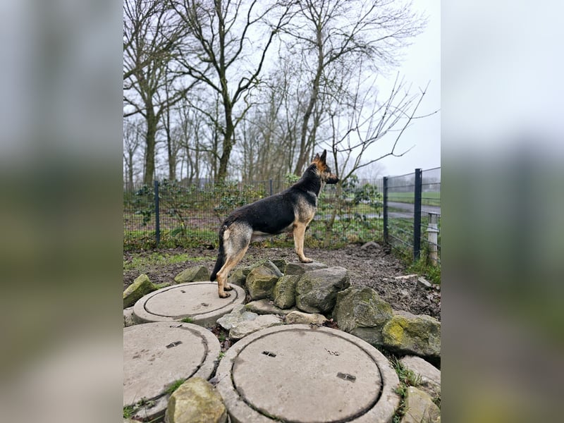 Osteuropäische Schäferhund Welpen