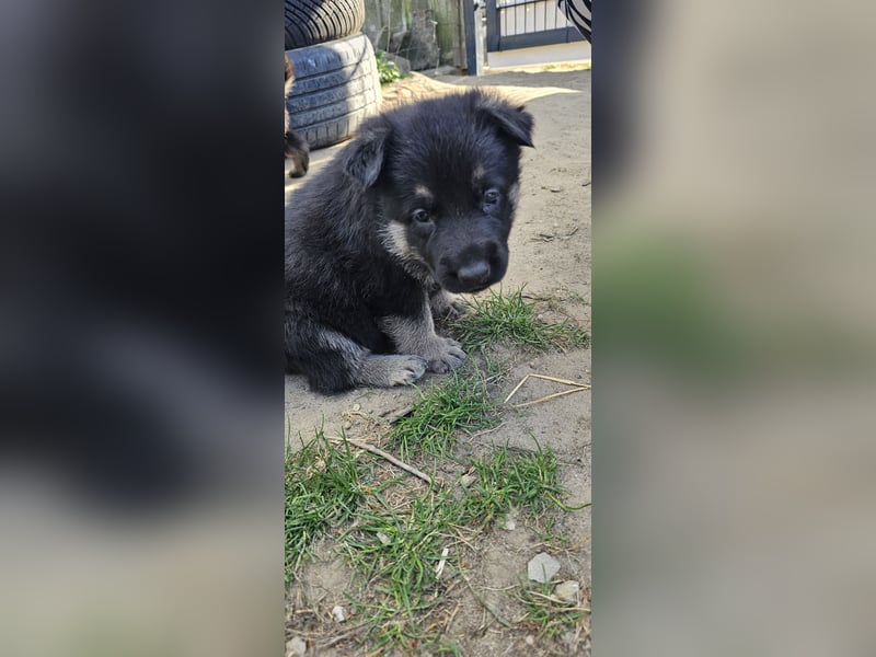 Osteuropäische Schäferhund Welpen