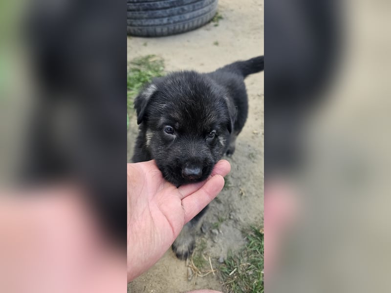Osteuropäische Schäferhund Welpen