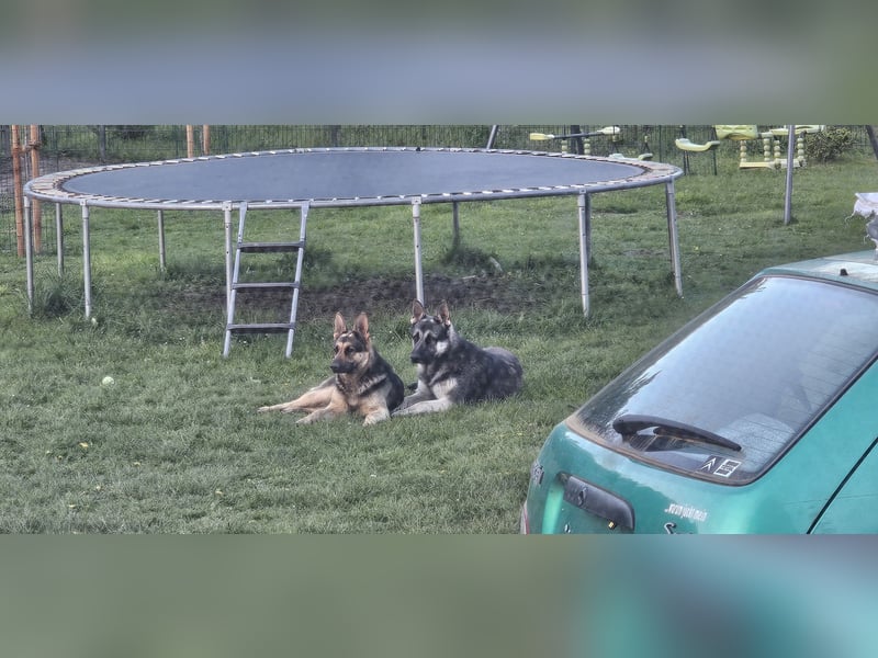 Osteuropäische Schäferhund Welpen
