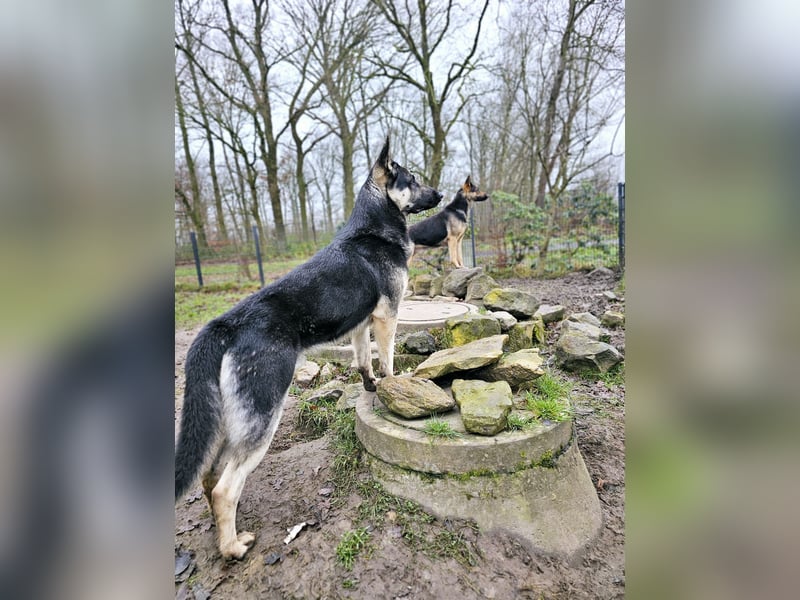 Osteuropäische Schäferhund Welpen