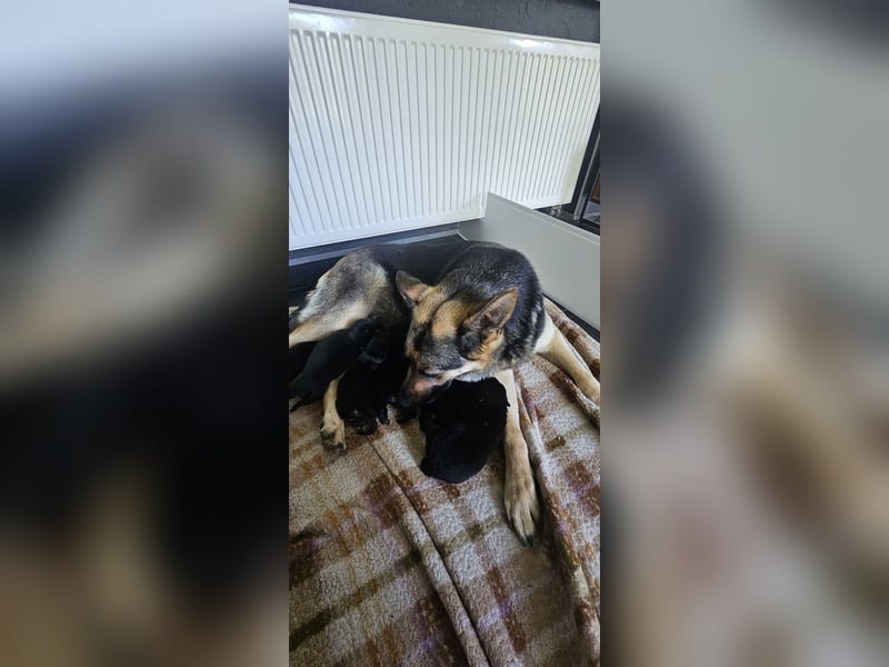 Osteuropäische Schäferhund Welpen