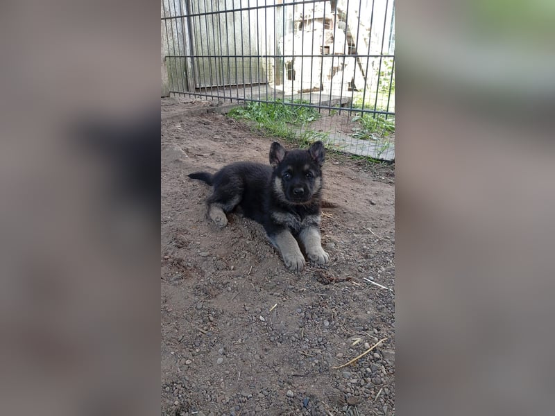 Osteuropäische Schäferhund Welpen
