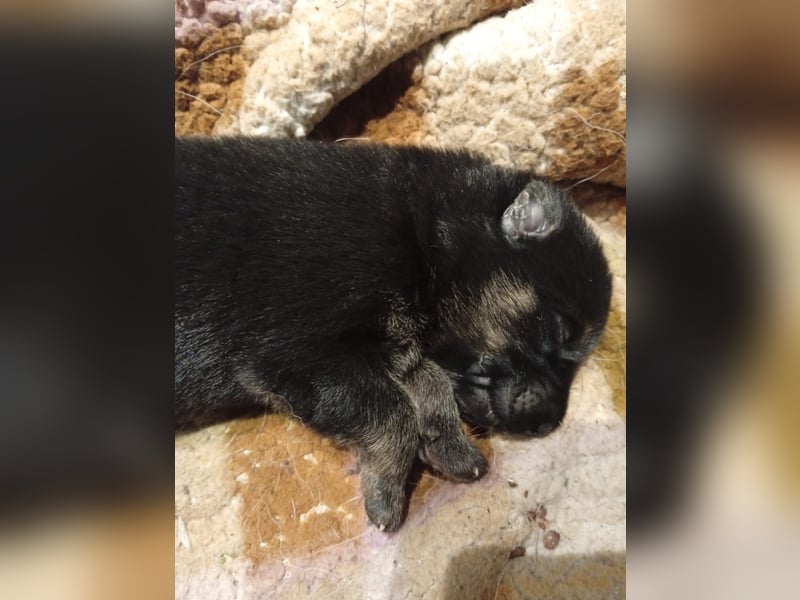 Osteuropäische Schäferhund Welpen