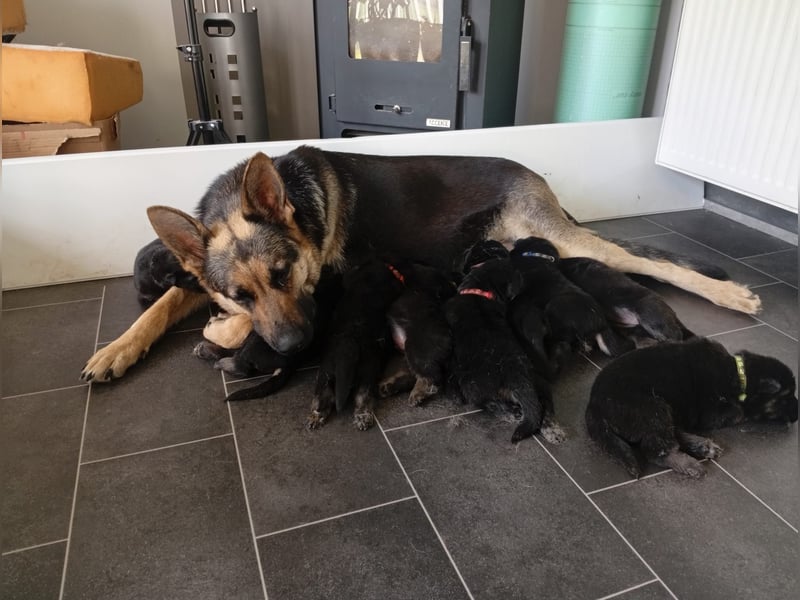 Osteuropäische Schäferhund Welpen