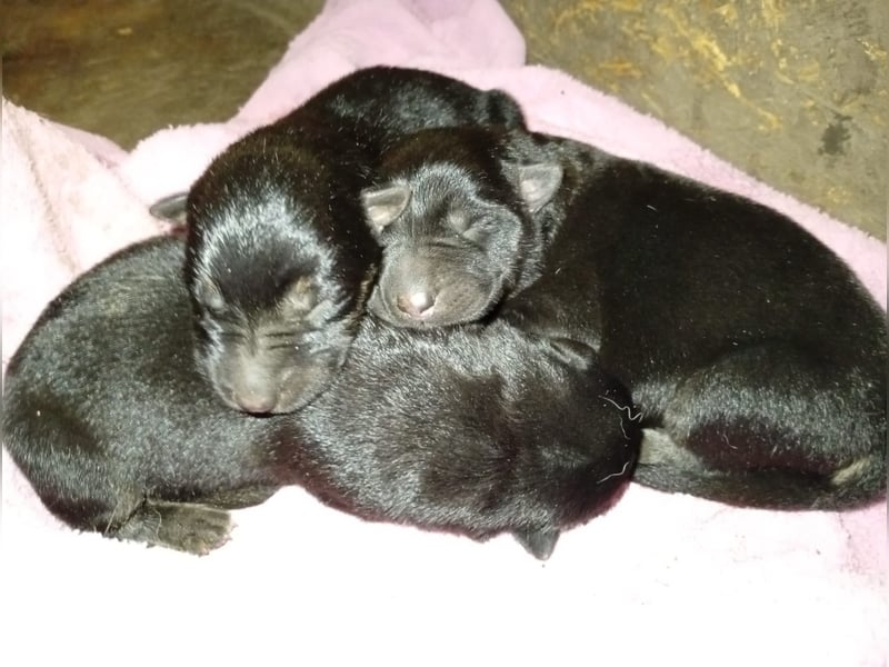 Osteuropäische Schäferhund Welpen