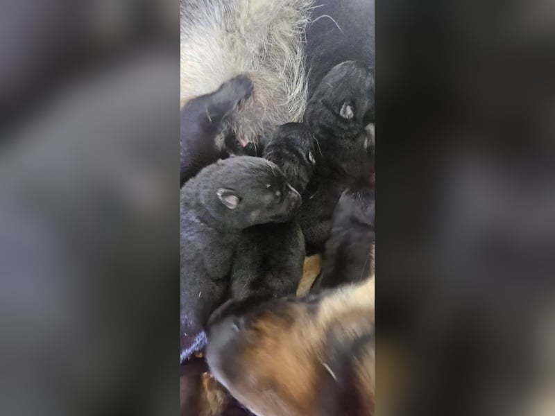 Osteuropäische Schäferhund Welpen