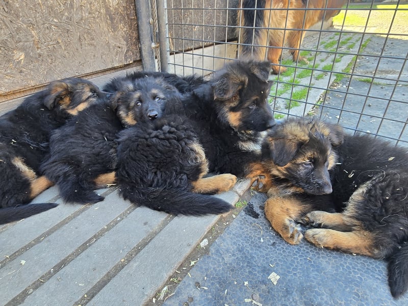 Altdeutsche Schäferhundwelpen