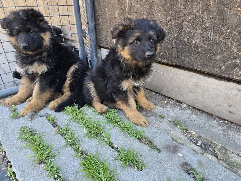 Altdeutsche Schäferhundwelpen