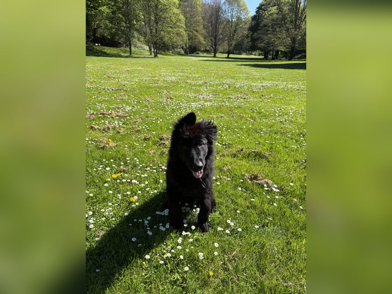 Altdeutscher Schäferhundwelpe