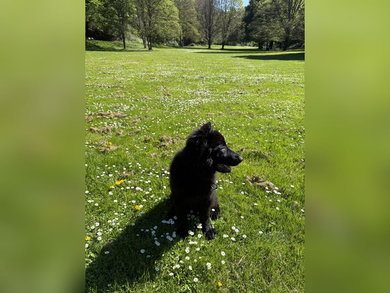 Altdeutscher Schäferhundwelpe