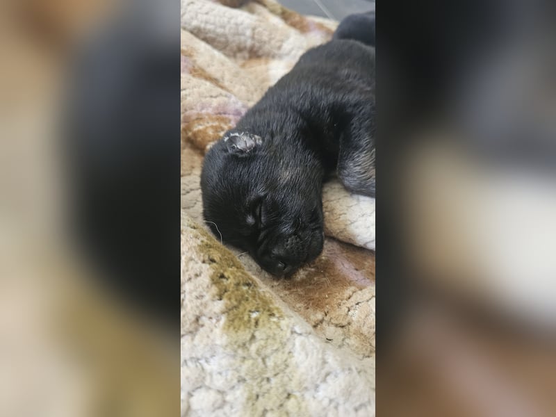 Osteuropäische Schäferhund Welpen