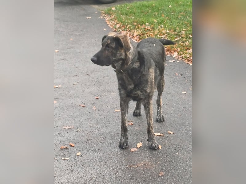 Sportliche Frieda sucht aktives zu Hause
