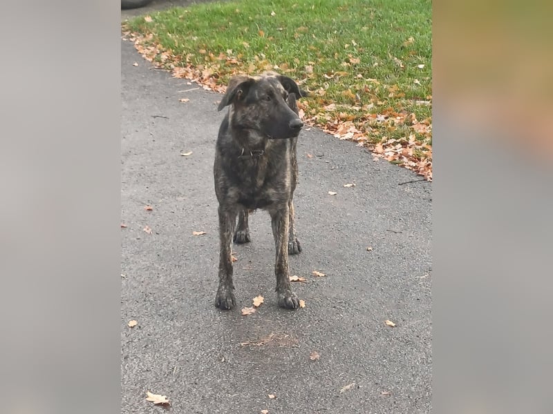 Sportliche Frieda sucht aktives zu Hause