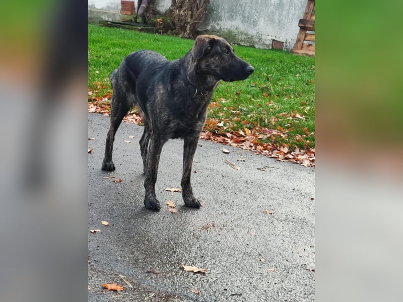 Sportliche Frieda sucht aktives zu Hause