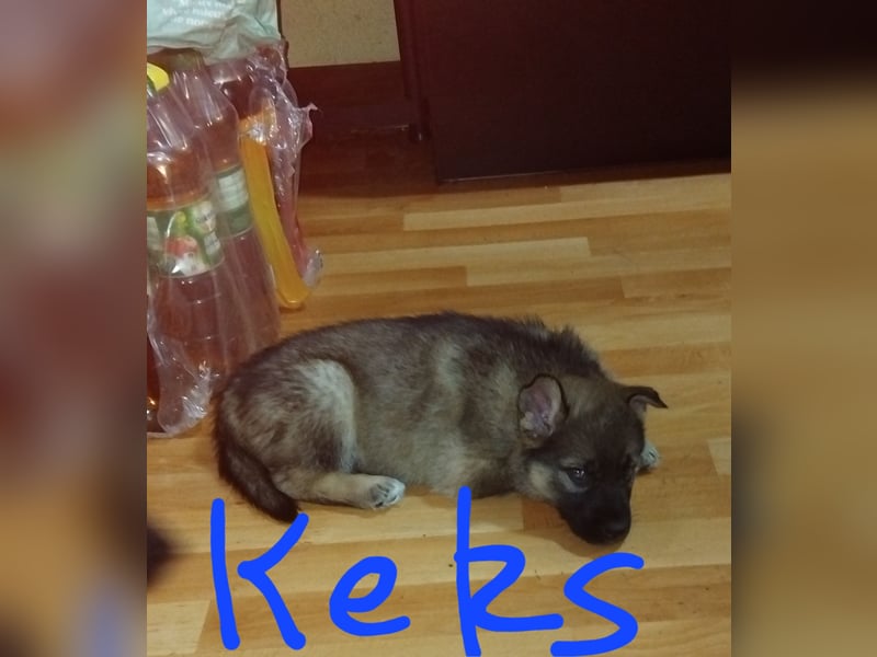 Gerberian Shepsky( Schäferhund husky mix)