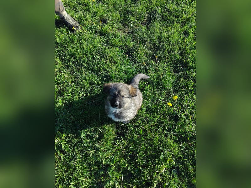 Gerberian Shepsky( Schäferhund husky mix)