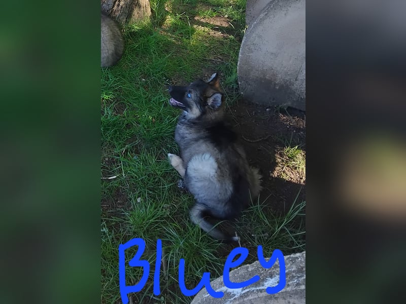 Gerberian Shepsky( Schäferhund husky mix)