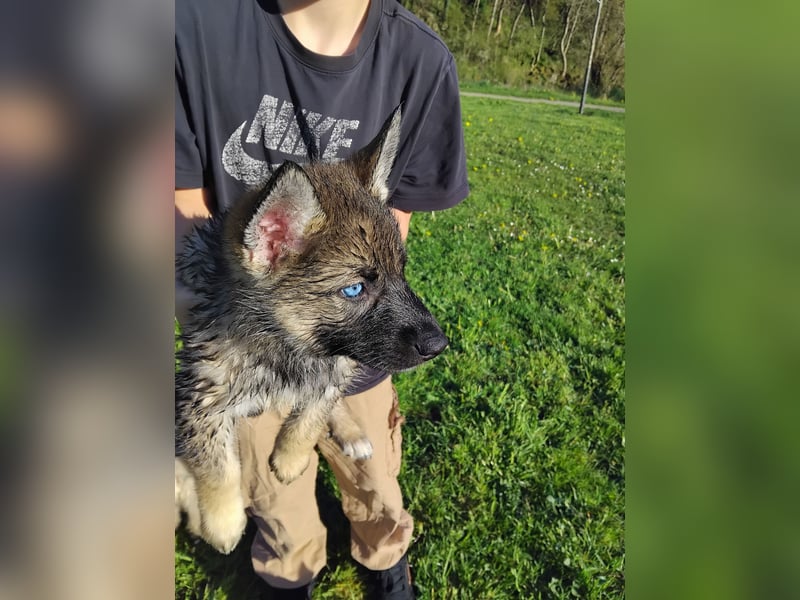 Gerberian Shepsky( Schäferhund husky mix)