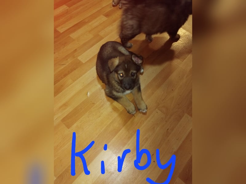 Gerberian Shepsky( Schäferhund husky mix)