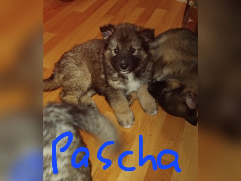 Gerberian Shepsky( Schäferhund husky mix)