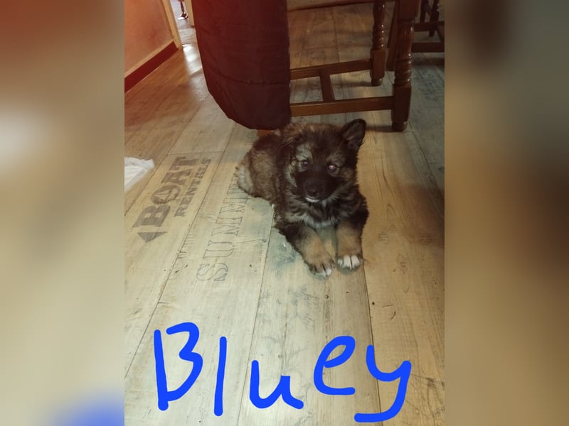 Gerberian Shepsky( Schäferhund husky mix)