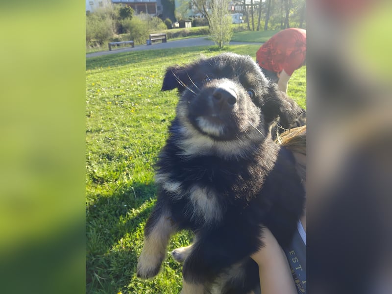 Gerberian Shepsky( Schäferhund husky mix)