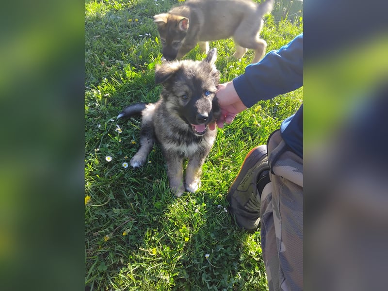 Gerberian Shepsky( Schäferhund husky mix)
