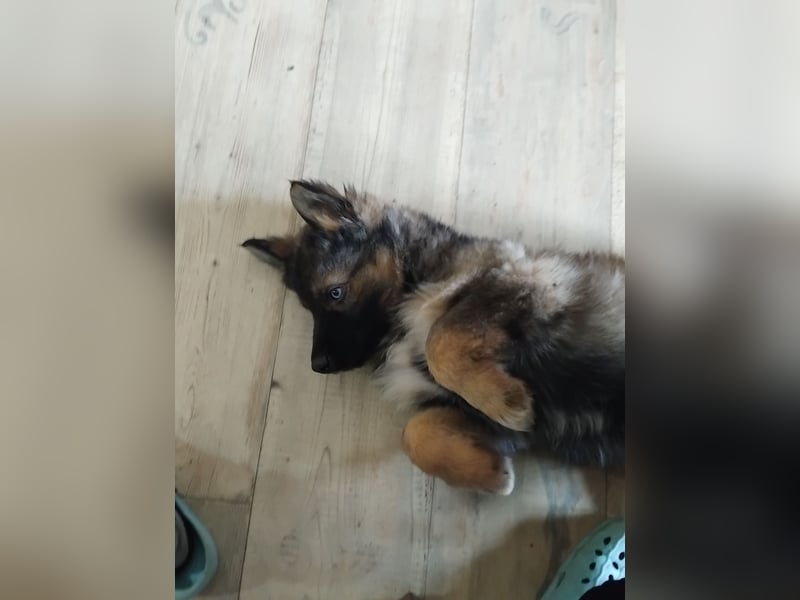 Gerberian Shepsky( Schäferhund husky mix)
