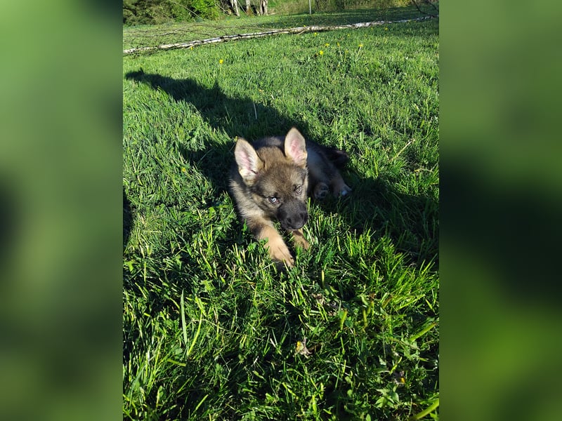 Gerberian Shepsky( Schäferhund husky mix)
