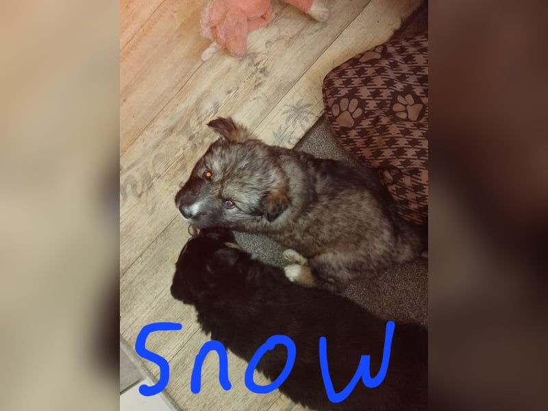 Gerberian Shepsky( Schäferhund husky mix)