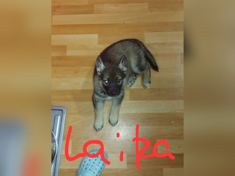 Gerberian Shepsky( Schäferhund husky mix)