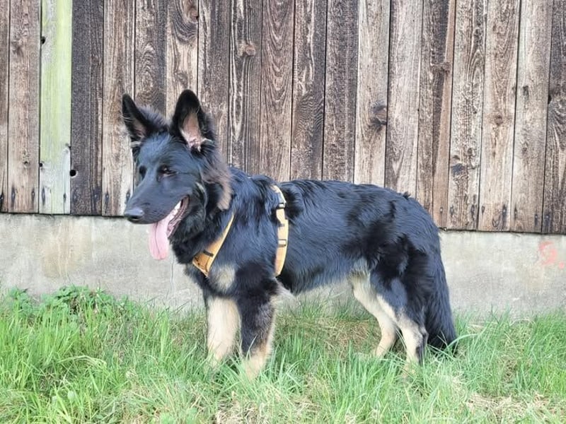 Altdeutsche Schäferhunde