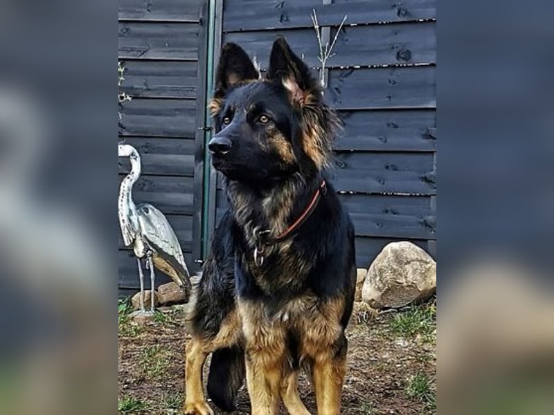 Wurfplanung Altdeutscher Schäferhunde