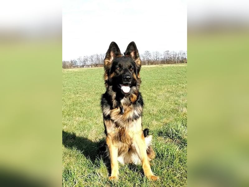 Wurfplanung Altdeutscher Schäferhunde