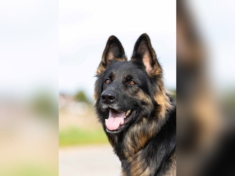 Wurfplanung Altdeutscher Schäferhunde