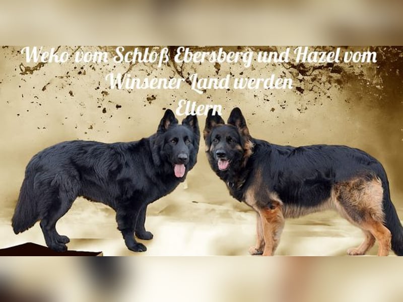 Wurfankündigung Altdeutscher Schäferhunde