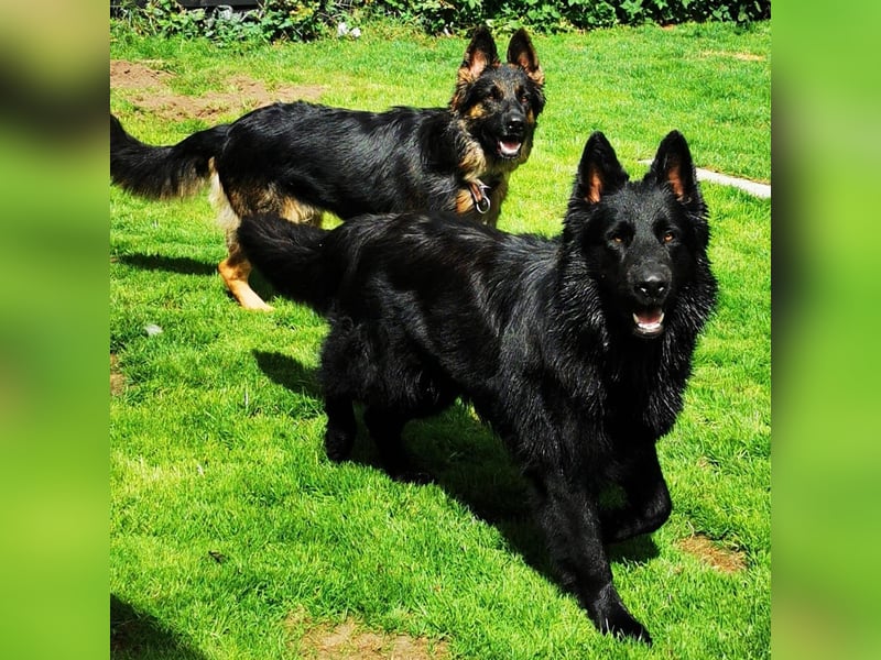 Wurfplanung Altdeutscher Schäferhunde