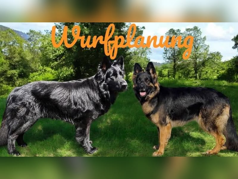 Wurfplanung Altdeutscher Schäferhunde