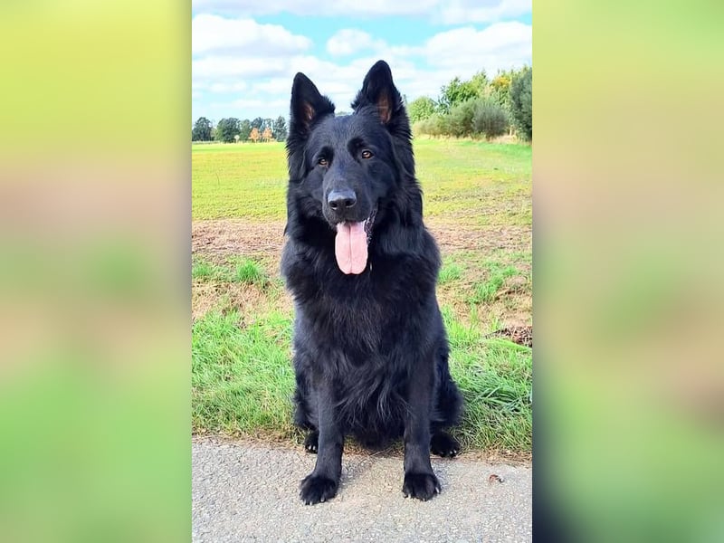 Wurfplanung Altdeutscher Schäferhunde