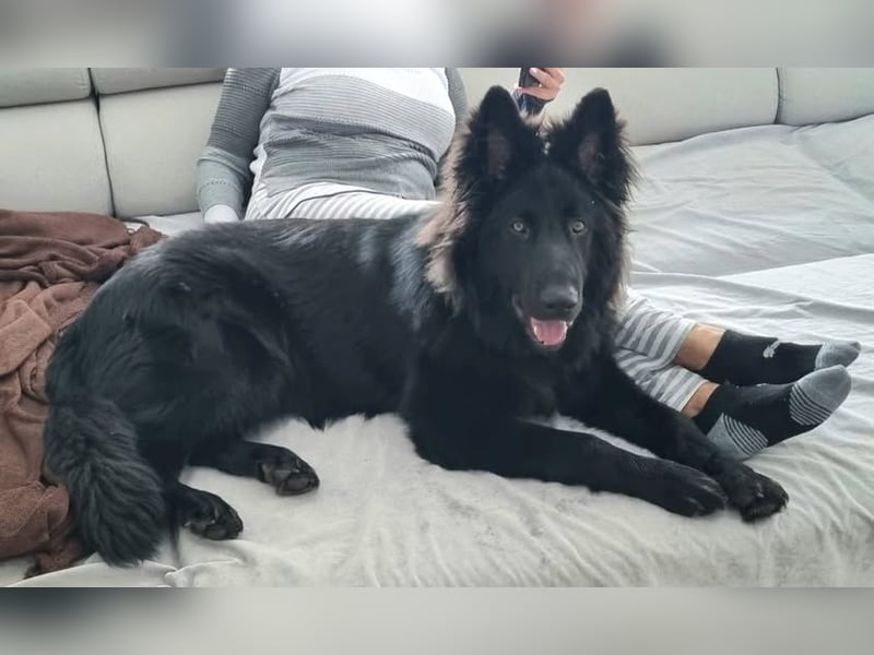 Altdeutsche Schäferhunde