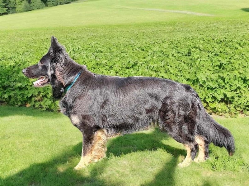Altdeutsche Schäferhunde