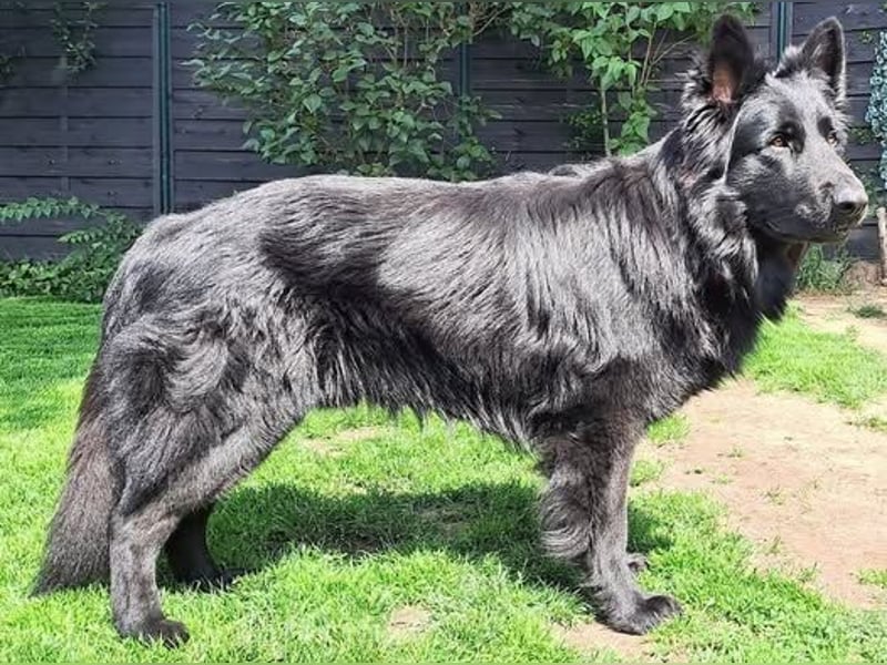Wurfplanung Altdeutscher Schäferhunde