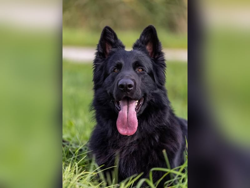 Wurfplanung Altdeutscher Schäferhunde