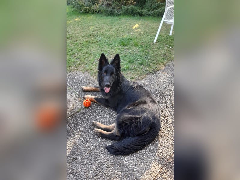 Altdeutsche Schäferhunde